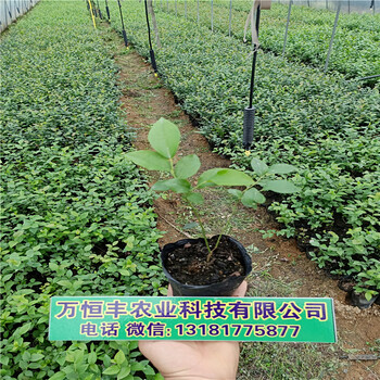 藍(lán)莓苗圖片，藍(lán)莓苗種植，哪里有藍(lán)莓苗賣(mài)