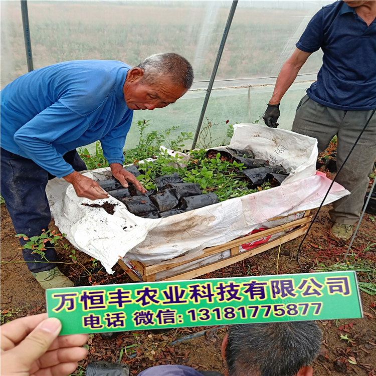 蓝莓苗种植图片，山东蓝莓苗价格，蓝莓苗价格多少钱一颗