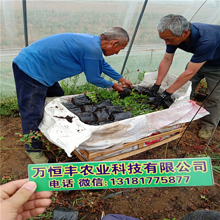 2年藍(lán)莓苗多少錢，藍(lán)莓苗出售，3年藍(lán)莓苗價(jià)格是多少