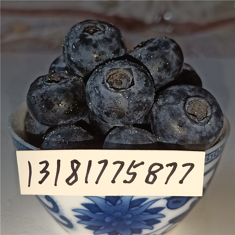 藍(lán)莓苗批發(fā)，藍(lán)莓苗批發(fā)廠家，藍(lán)莓苗批發(fā)價(jià)格表