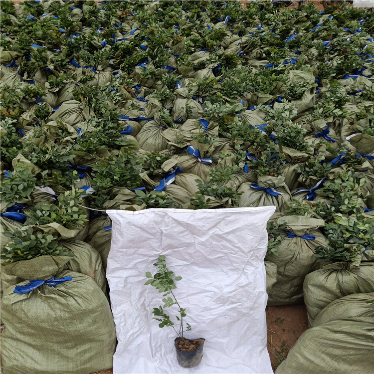 藍莓苗多少錢一顆，藍莓苗圖片，哪里有藍莓苗出售