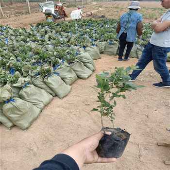 藍莓苗批發(fā)采購，藍莓苗木價格，藍莓苗批發(fā)價格表