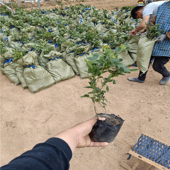 藍莓苗哪里買，藍莓苗哪里買，哪里有藍莓苗賣