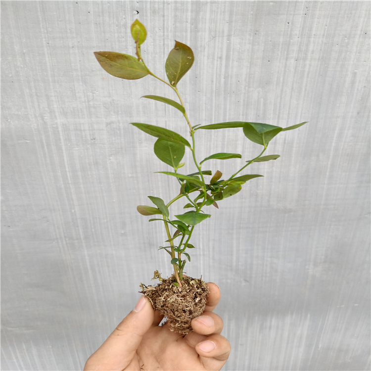 3年藍莓苗多少錢，藍莓苗種植，藍莓苗種植技術(shù)