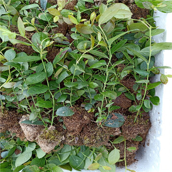 山東藍莓苗出售，藍莓苗批發(fā)價格表萬恒豐藍莓苗出售