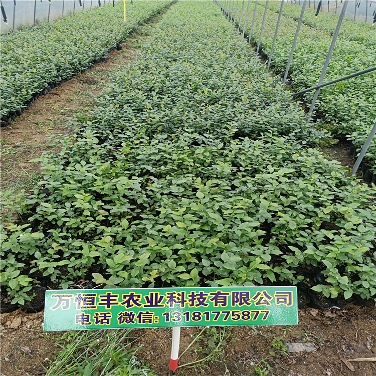 藍(lán)莓苗哪里買，藍(lán)莓苗的價(jià)格，藍(lán)莓苗幾年結(jié)果