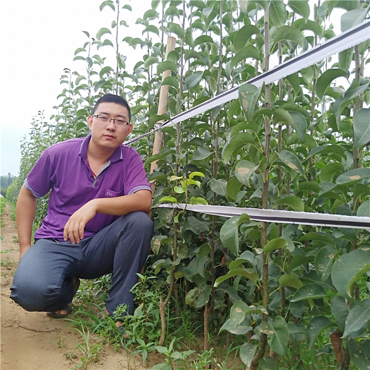 梨樹苗哪家好，梨樹苗商家，梨樹苗基地