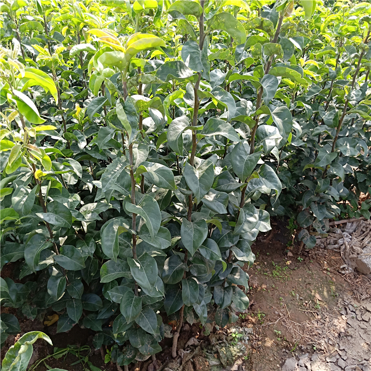 梨樹苗基地，梨樹苗價(jià)格，梨樹苗商家
