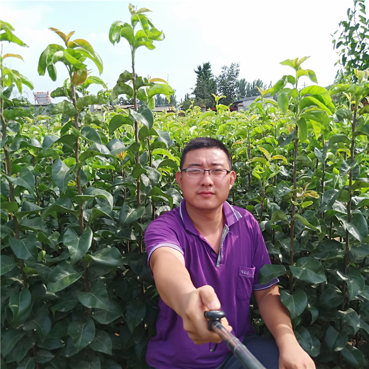 梨樹苗出售，梨樹苗培育，梨樹苗多少錢