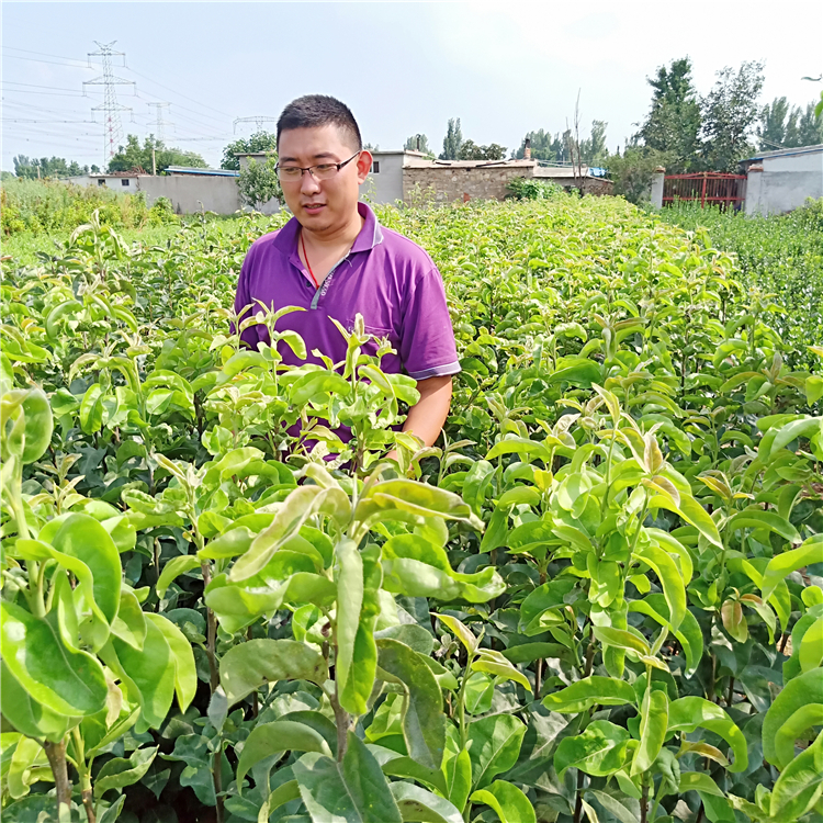 梨树苗多少钱一棵，梨树苗报价，红梨树苗多少钱