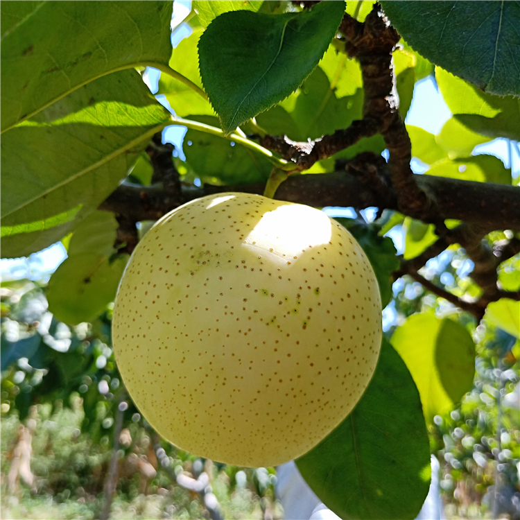 梨樹苗批發(fā)價(jià)格，泰安梨樹苗價(jià)格，梨樹苗多少錢