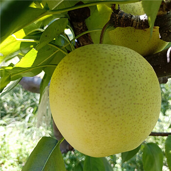 梨樹苗哪家好，梨樹苗批發(fā)，大量梨樹苗新品種