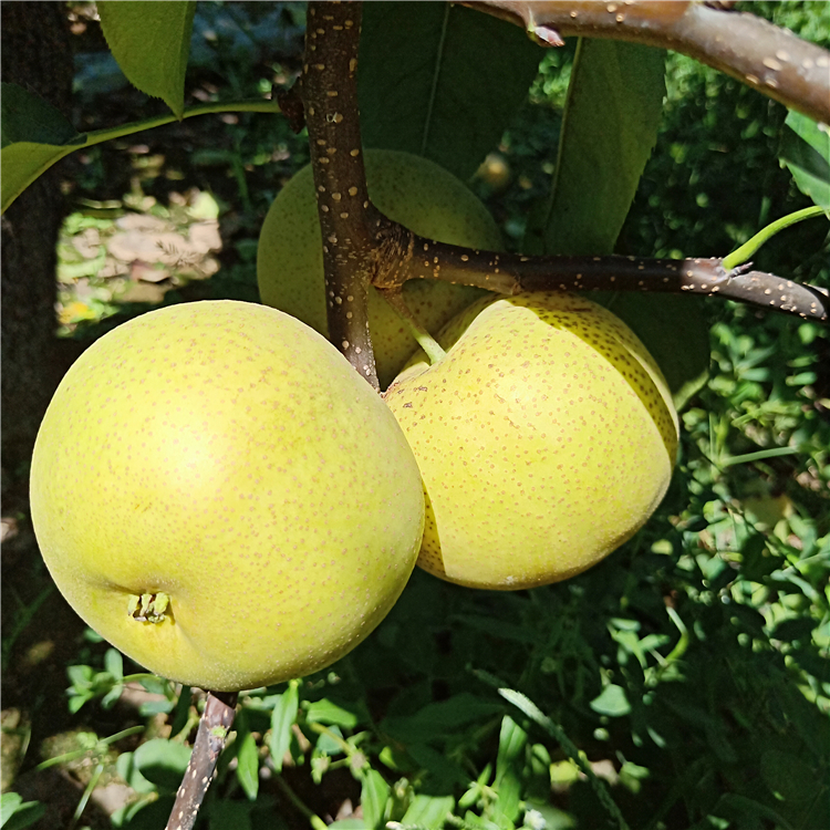 梨樹苗哪家好，梨樹苗商家，梨樹苗基地