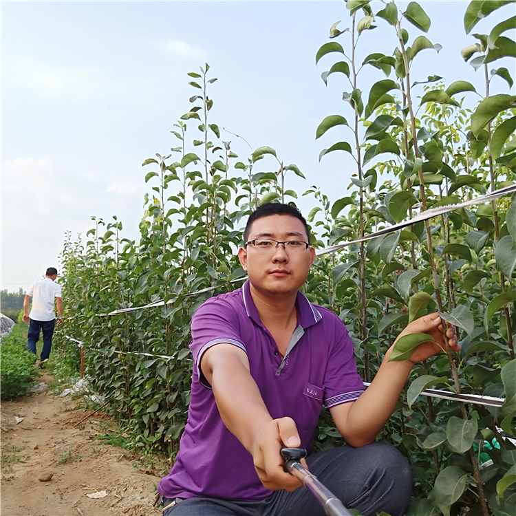 梨樹苗供應，梨樹苗企業(yè)，新品種梨樹苗基地