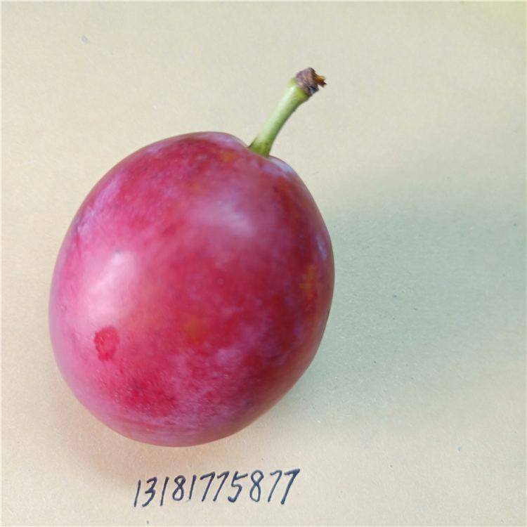 李子苗哪家好，黑寶石李子苗種植，李子苗施肥技術(shù)