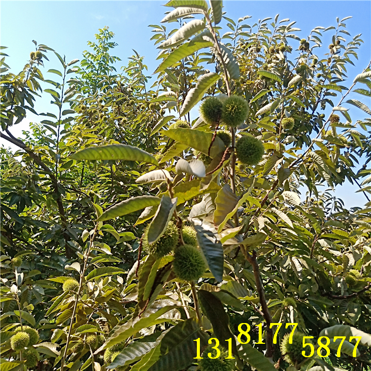 板栗苗品種（（育苗基地））