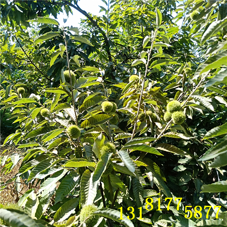 板栗苗基地《基地品種》