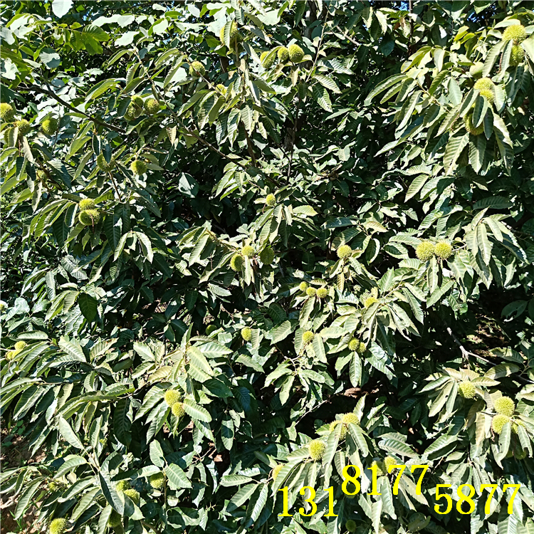 河北板栗苗木（（育苗基地））