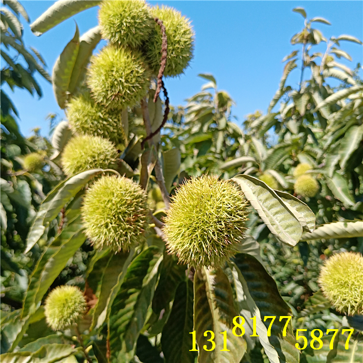 板栗苗基地（（品種））