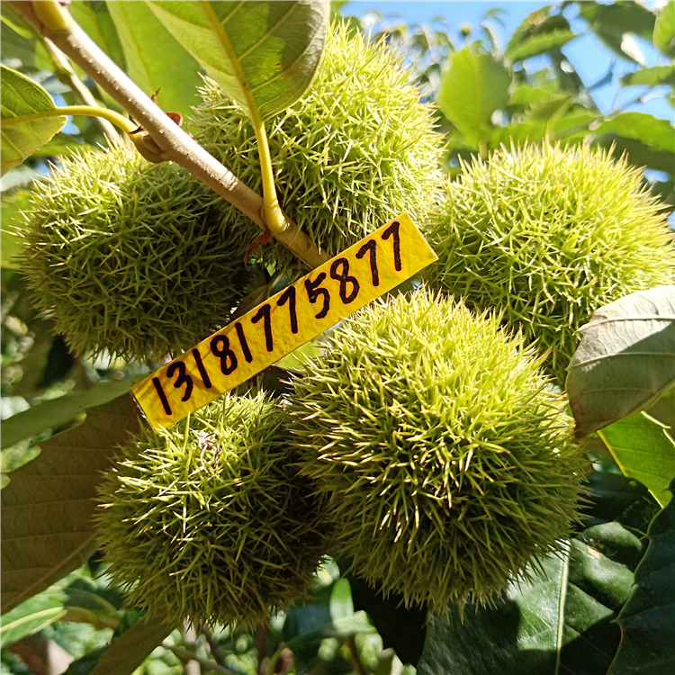 板栗苗木基地（（培育基地））
