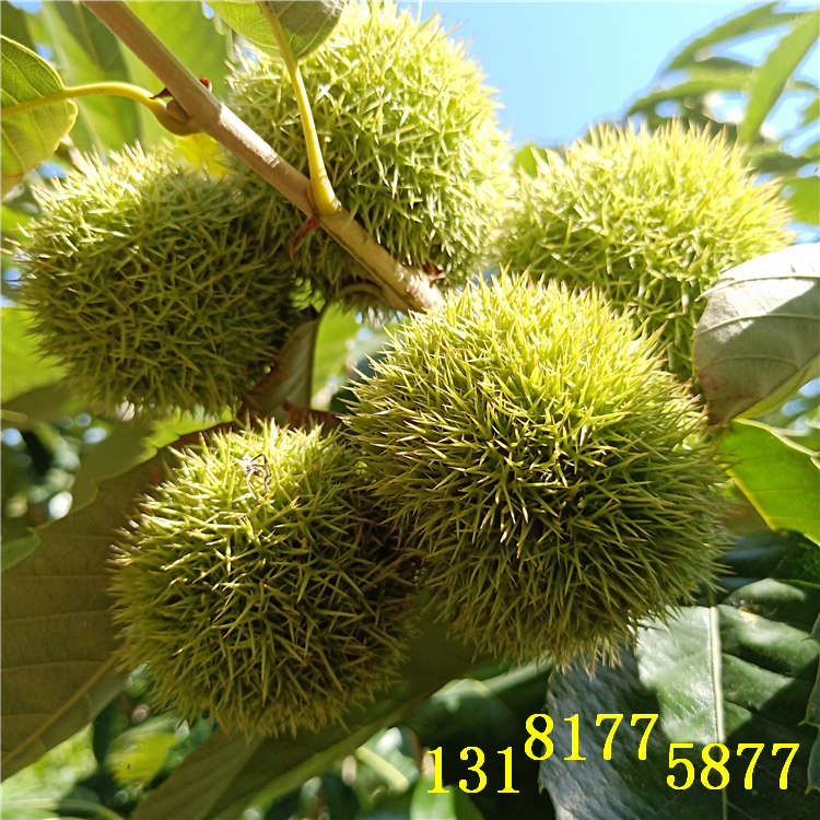 重慶板栗苗批發(fā)（（品種））