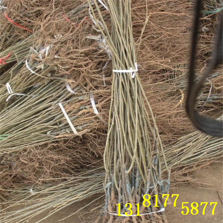 板栗苗基地《基地品種》