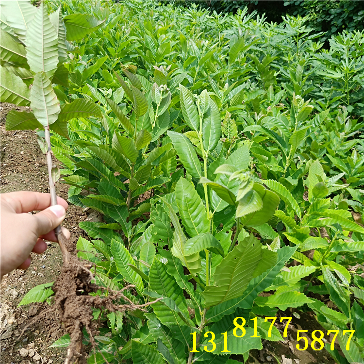 重慶板栗苗批發(fā)（（品種））