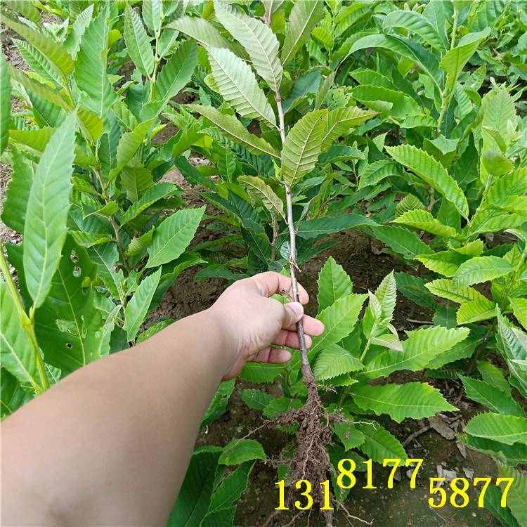 板栗苗大量供應(yīng)（（品種））
