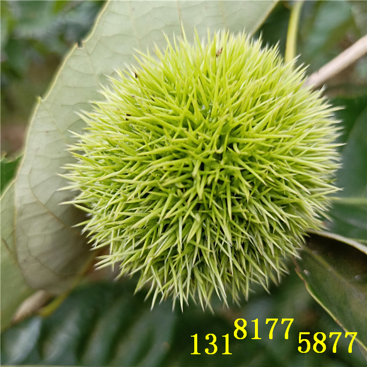 板栗苗大量供應(yīng)（（品種））