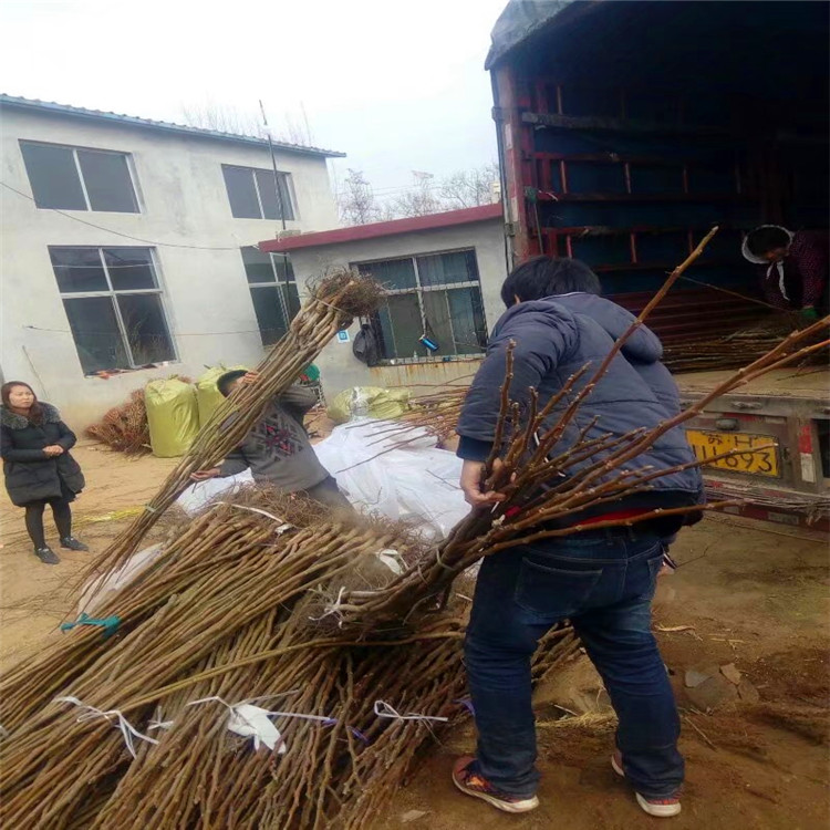 梨樹苗出售、梨樹苗多少錢一只《梨樹苗培育基地》