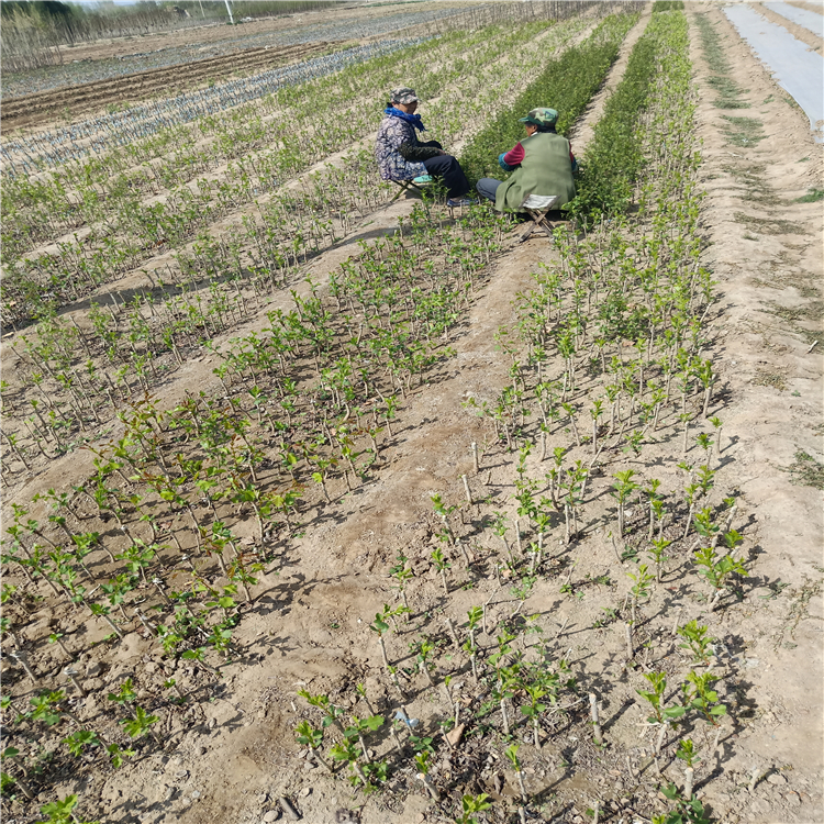 哪里有賣梨樹苗的、早酥紅梨樹苗多少錢《梨樹苗基地》