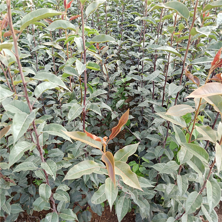 梨樹苗多少錢、新品種梨樹苗批發(fā)，果樹苗培育基地