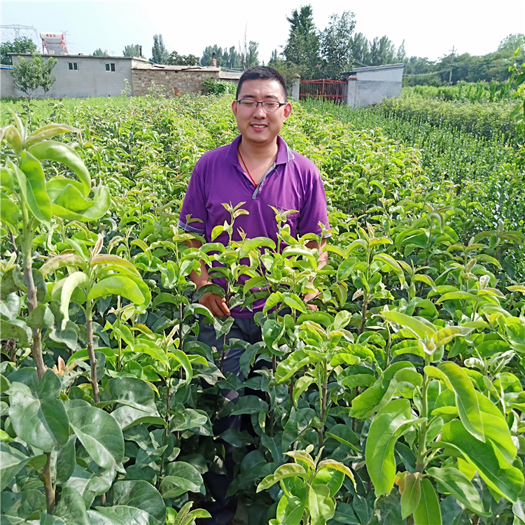 梨樹苗批發(fā)、秋月梨樹苗批發(fā)《梨樹苗基地》
