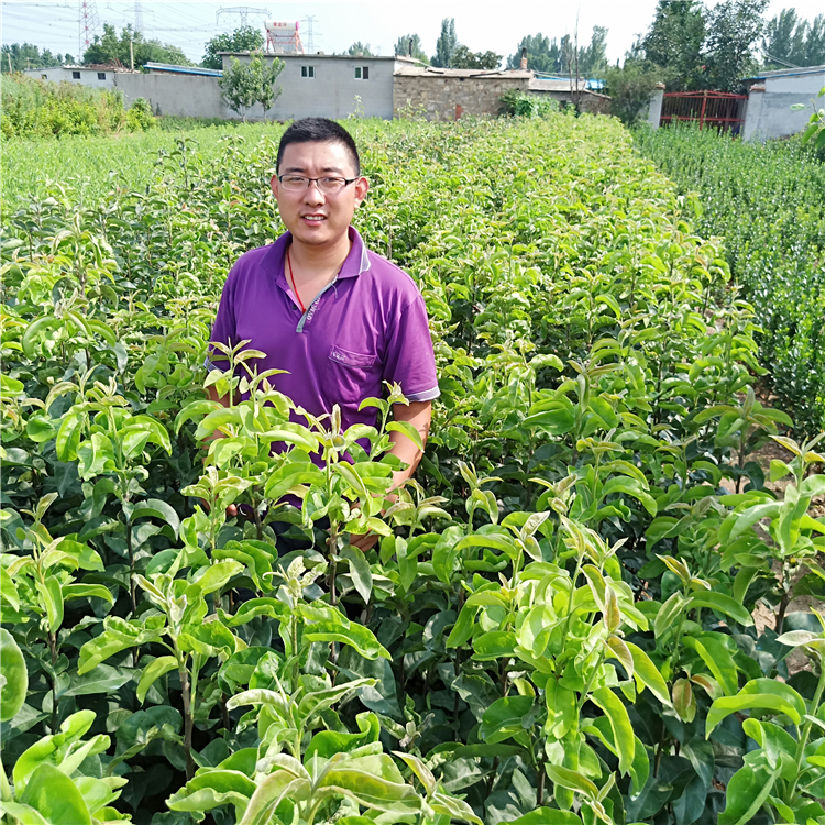 梨樹苗批發(fā)、梨樹苗多少錢，果樹苗基地