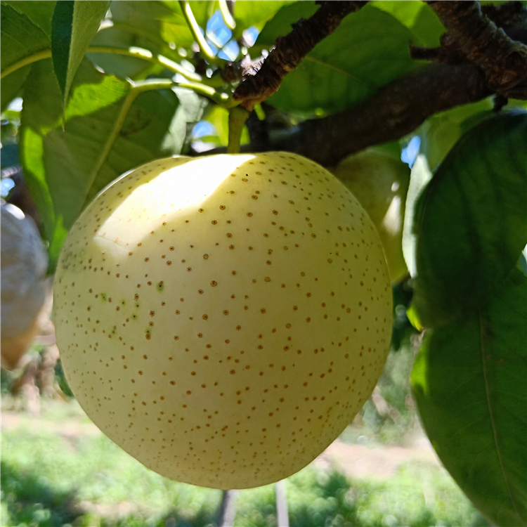 梨樹苗批發(fā)、黃花梨樹苗出售《育苗基地》