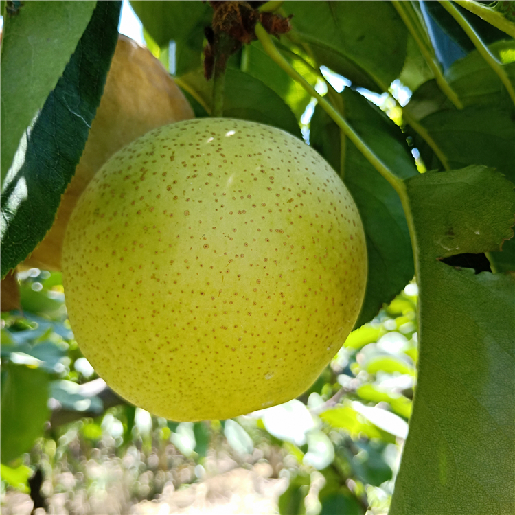 梨樹苗批發(fā)、梨樹苗多少錢，果樹苗基地