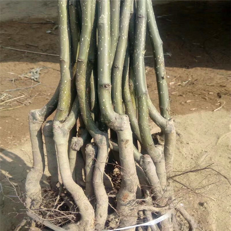 哪里有賣(mài)梨樹(shù)苗的、紅香酥梨樹(shù)苗品種《育苗基地》