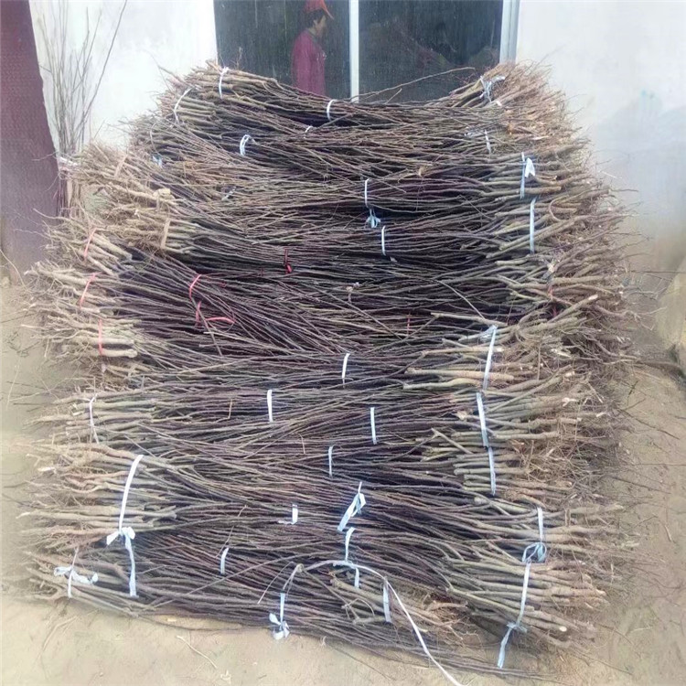 哪里有賣(mài)梨樹(shù)苗的、梨樹(shù)苗訂購(gòu)《梨樹(shù)育苗基地》