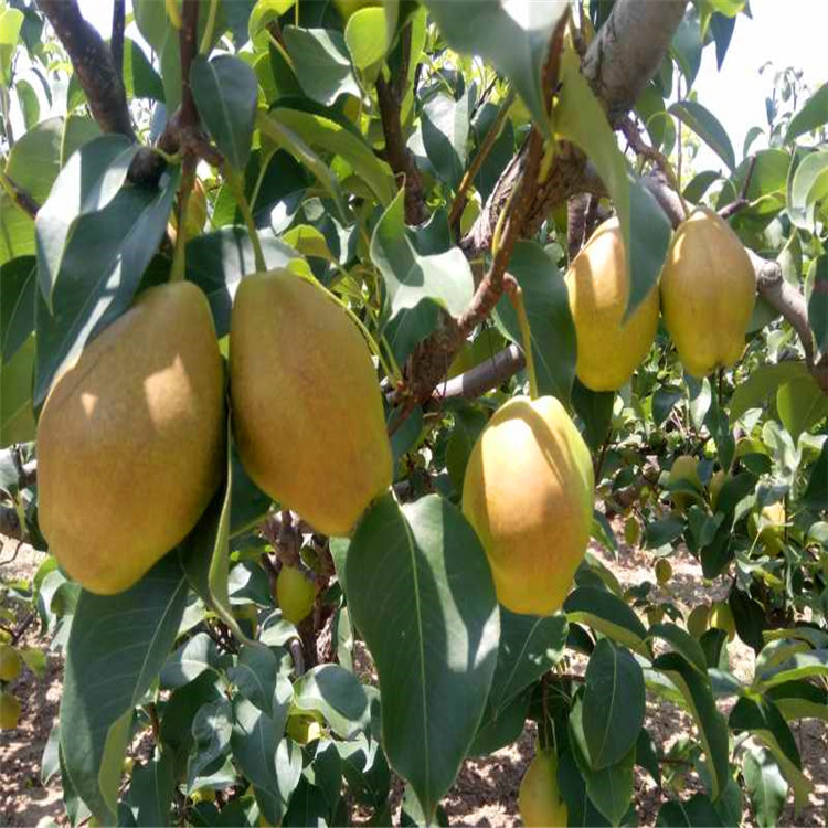 梨樹(shù)苗哪里有賣(mài)的、梨樹(shù)苗兩年《梨樹(shù)育苗基地》
