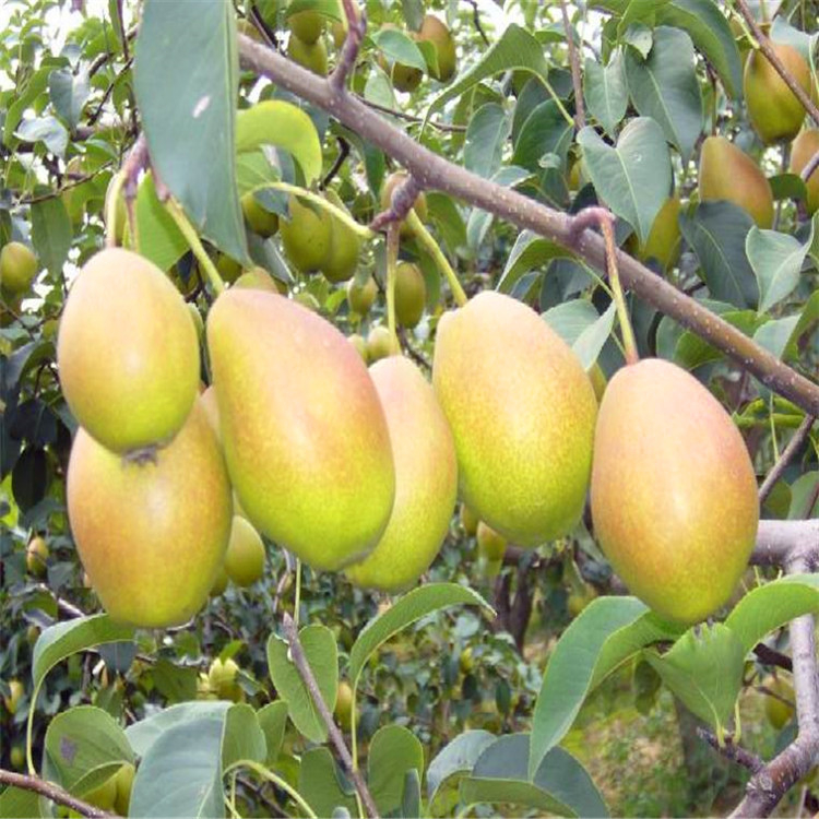 梨樹(shù)苗基地、新品種梨樹(shù)苗基地《梨樹(shù)苗基地》