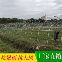 平阴县蔬菜大棚怎么建图片
