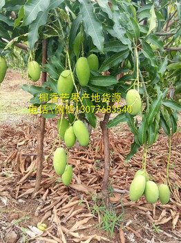 批发椰香芒果水果产地直发一件代发8斤包邮礼盒混批芒果批发价格