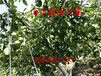 盐碱地可以栽植核桃树吗核桃树种植条件