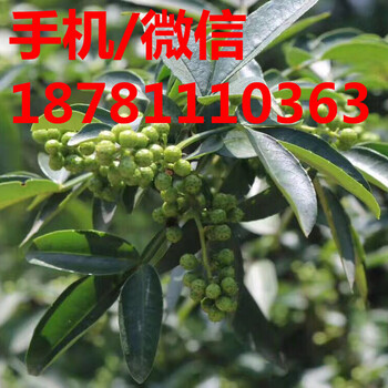 合川營養(yǎng)杯藤椒樹苗種植南方種植藤椒苗價(jià)格