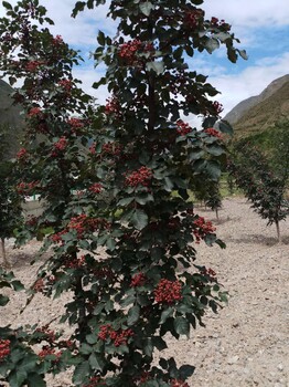 花椒界新品种无刺椒苗育苗基地大量供应无刺花椒苗价格优惠