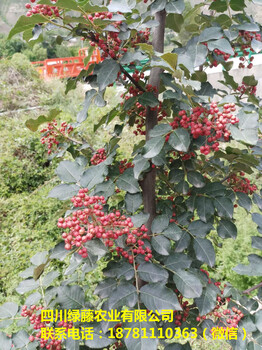 无刺红袍花椒基地无刺红花椒苗批发育苗基地自提无差价