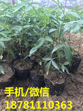 喜阳的藤椒苗基地，营养杯藤椒苗批发，藤椒苗种植技术。图片