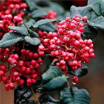 無刺大紅袍花椒苗價格批發(fā)vs出售黃蓋獅子頭花椒苗