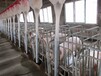 现货供应自动化养猪设备养猪定量杯种猪育种系列