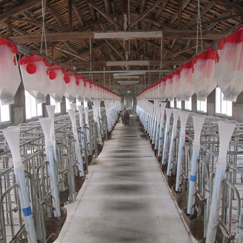 自动化养猪设备养猪料线养猪定位栏